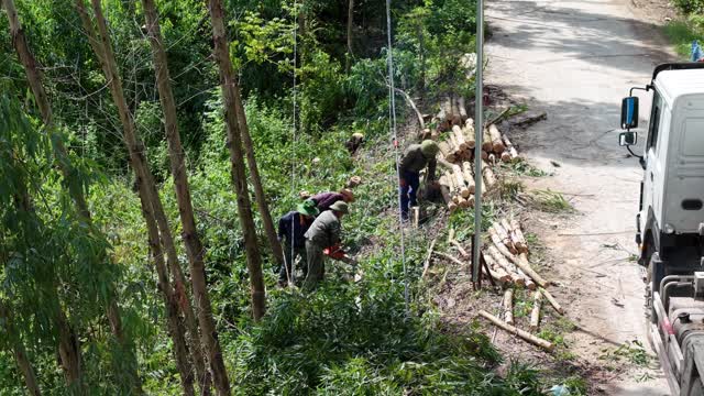Loading Logs Onto Truck