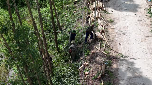 Workers Stacking Eucalyptus Logs