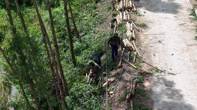 Roadside Timber Harvest Work
