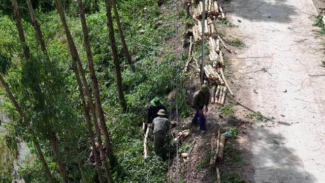 Farmers Cutting Timber Logs