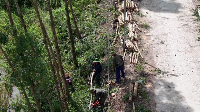 Chainsaw Timber Harvest Aerial