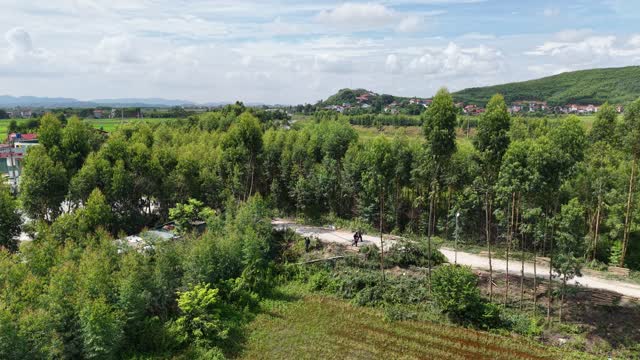 Countryside Road Through Forest