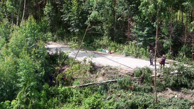 Forest Road Timber Workers