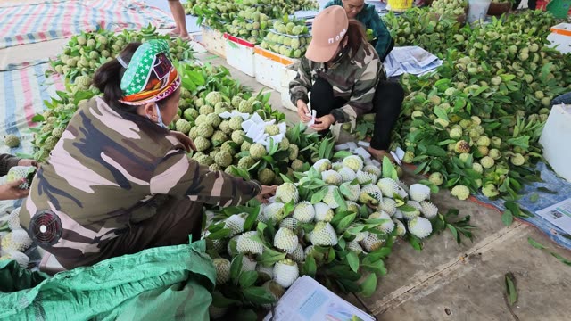Women Sorting Netted Custard Apples