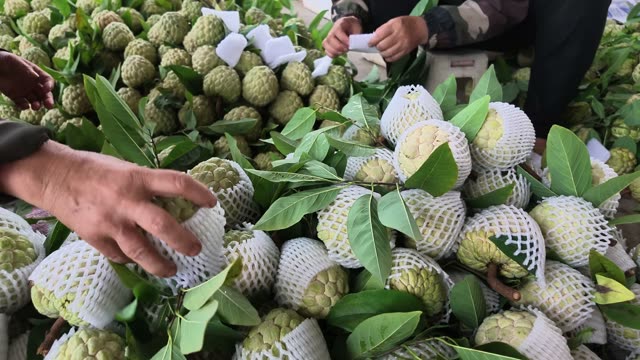 Hand Picking Netted Custard Apple