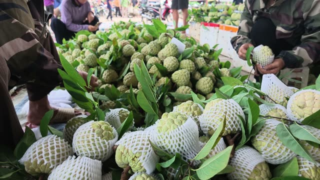 Workers Sorting Netted Custard Apples