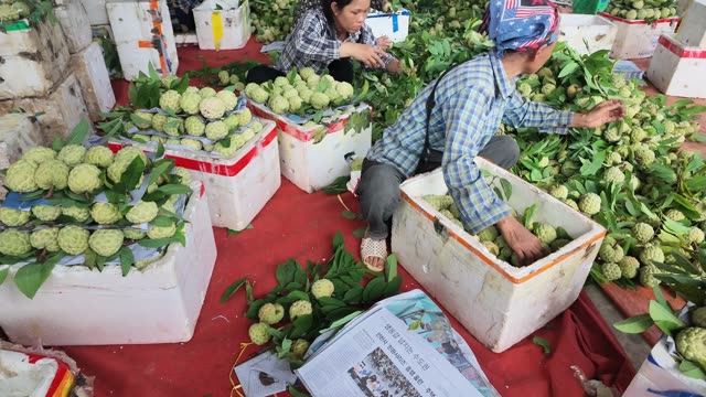 Man Sorting Fruit Into Foam Box