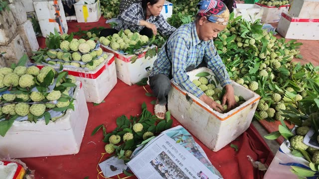 Man Packing Custard Apples At Market