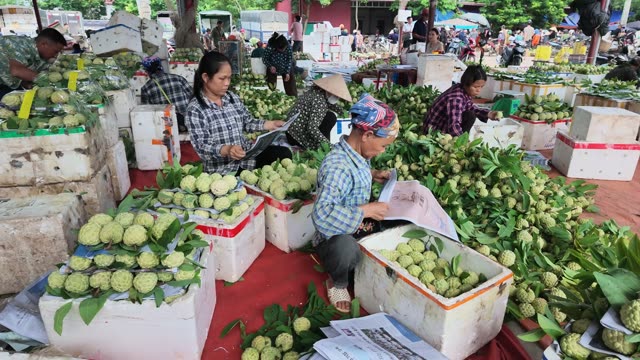 Workers Sorting Fruit Piles