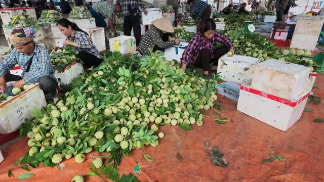 Workers Sorting Custard Apple Pile