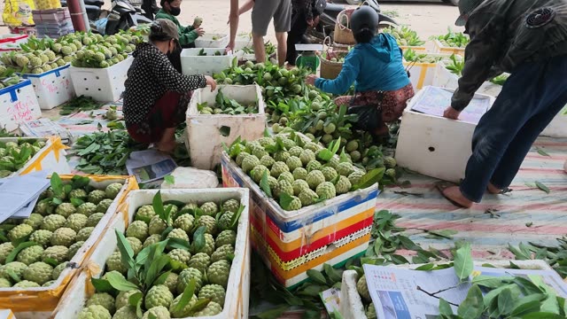 Colorful Boxes Of Custard Apples At Market