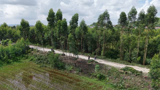 Dirt Road Through Eucalyptus