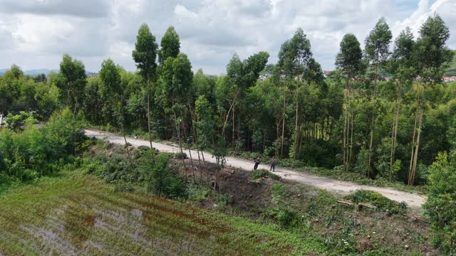 Roadside Timber Clearing Work