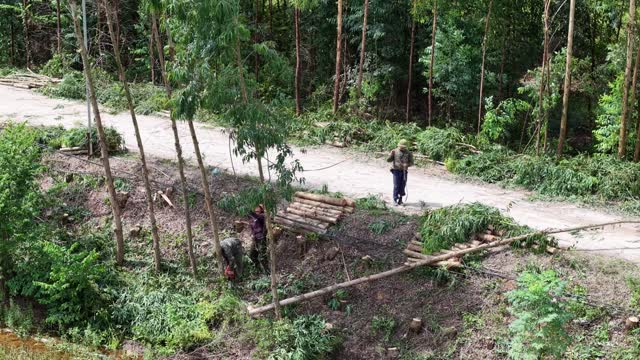 Timber Workers In Woodland