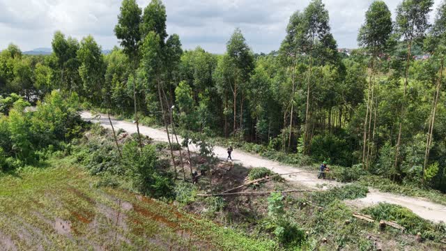 Eucalyptus Road Timber Work