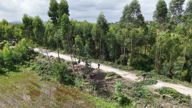 Forest Road Log Cutting