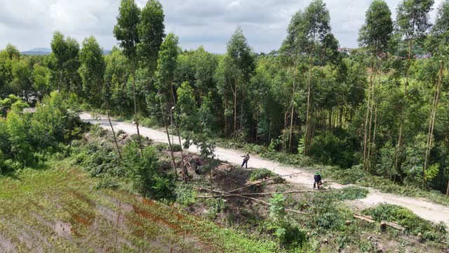 Workers Among Felled Trees