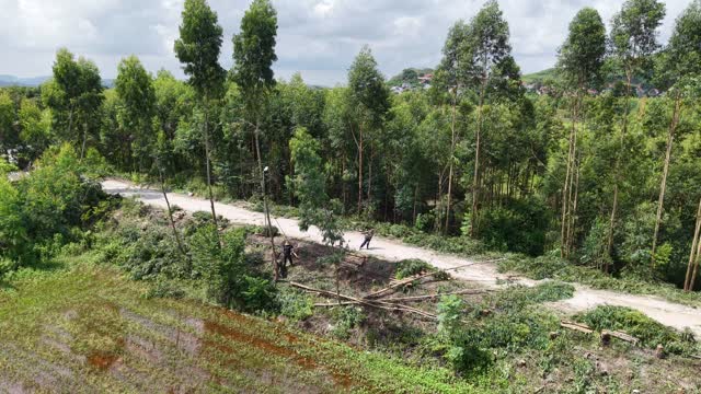 Cutting Timber Across Road