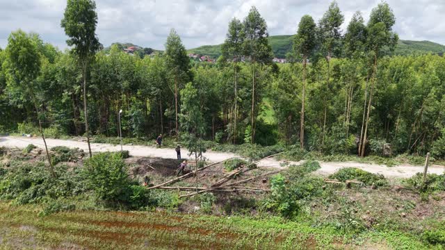Villagers Loading Eucalyptus Logs