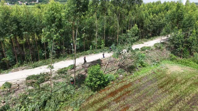 Farmers Harvesting Eucalyptus Timber