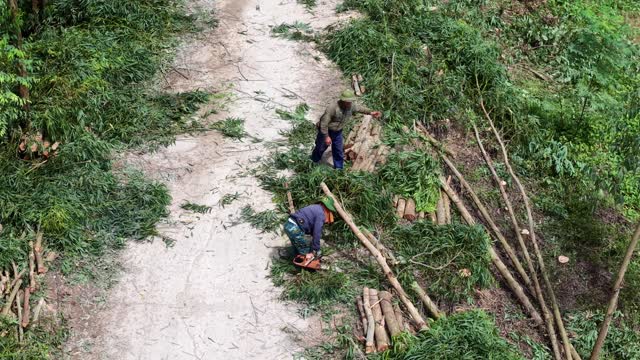 Villagers Cutting Timber Logs
