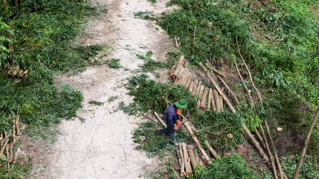 Worker Stacking Cut Logs