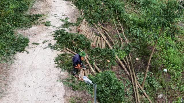 Chainsaw Work On Country Road
