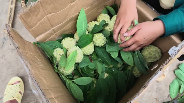 Hands Sorting Custard Apples In Box