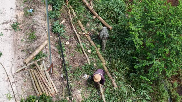 Top Down Timber Harvest