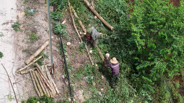 Farmers Sorting Fresh Logs