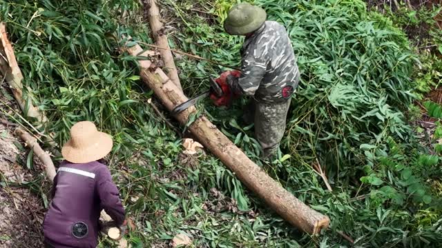 Farmer Sawing Eucalyptus Trunk