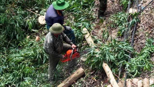 Workers Cutting Trees On Slope