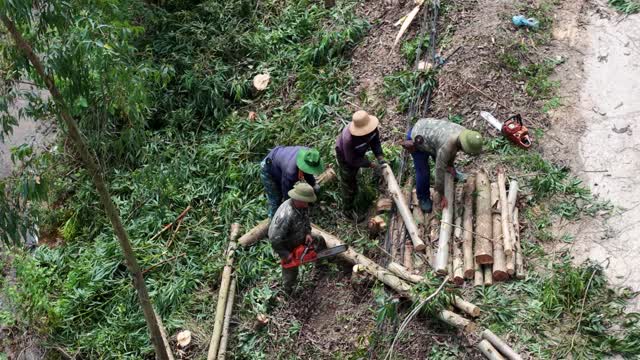 Team Harvesting Timber Together