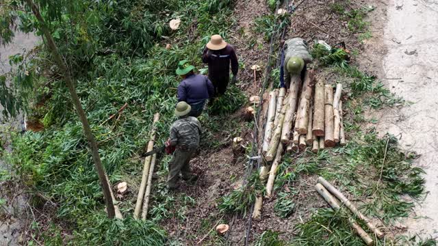 Stacking Logs By The Road