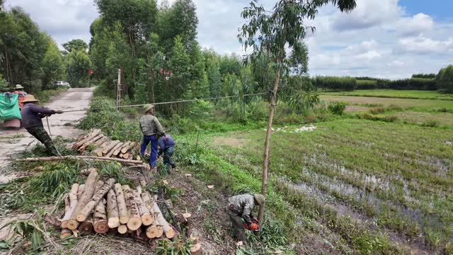 Farmers Stacking Logs By Field