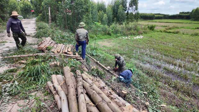 Workers With Log Pile Roadside