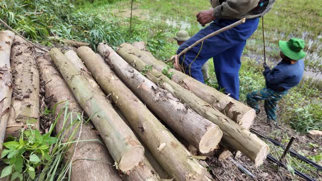Stacked Eucalyptus Logs Close Up