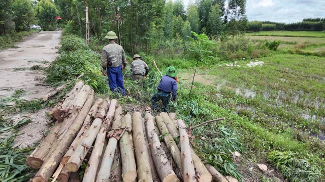 Villagers Walking Past Woodpile