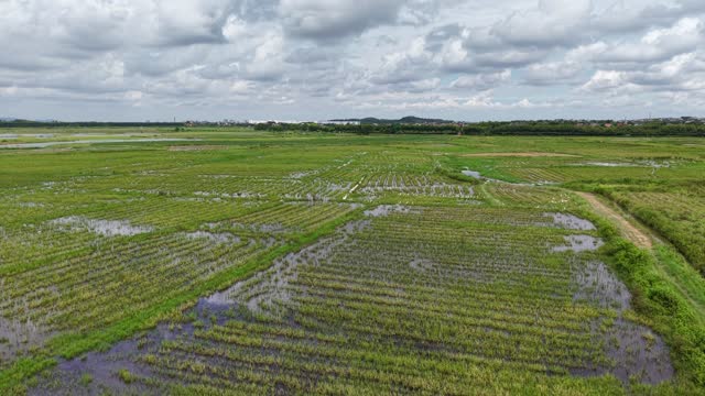 Flooded Paddy Under Cloudy Sky