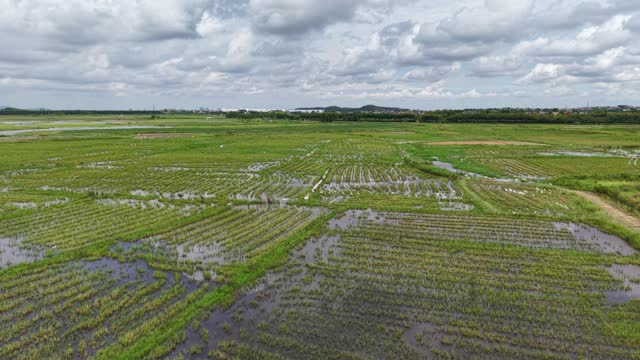 Wetland Rice Fields Panorama