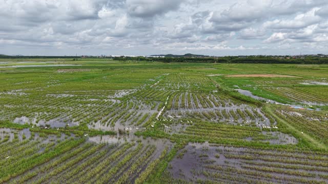 White Ducks On Flooded Paddy