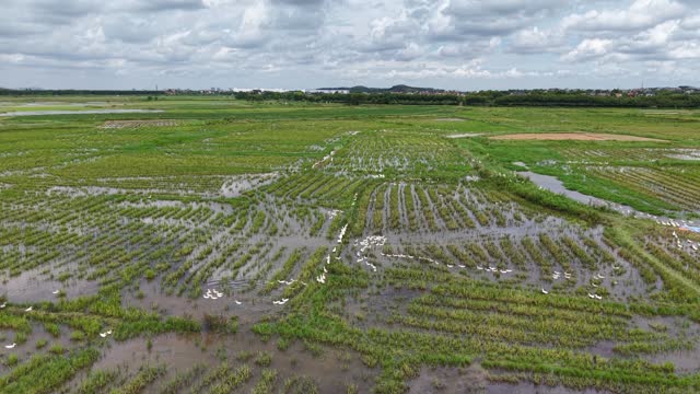 Flock Of Ducks In Paddy