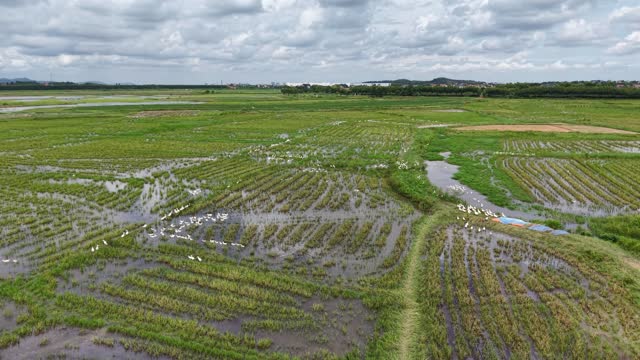 White Ducks Across Wet Fields