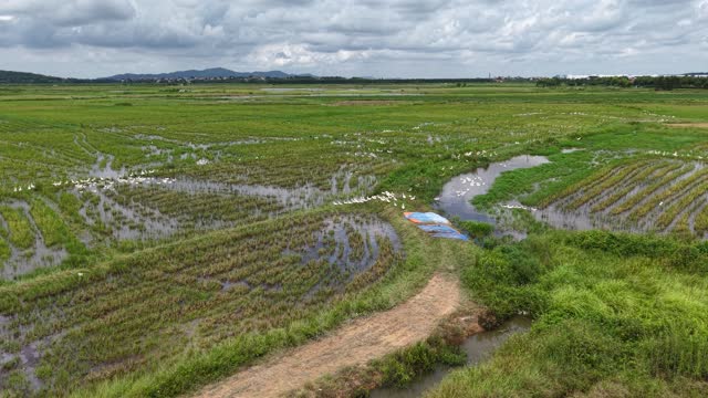 Ducks Feeding In Rice Paddy