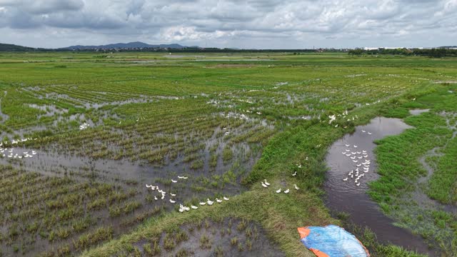 White Ducks By The Stream