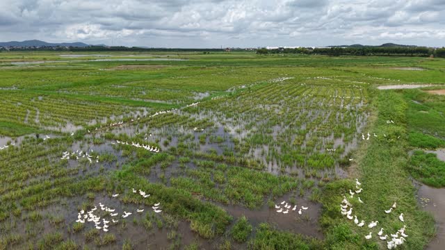 Many Ducks On Flooded Paddy