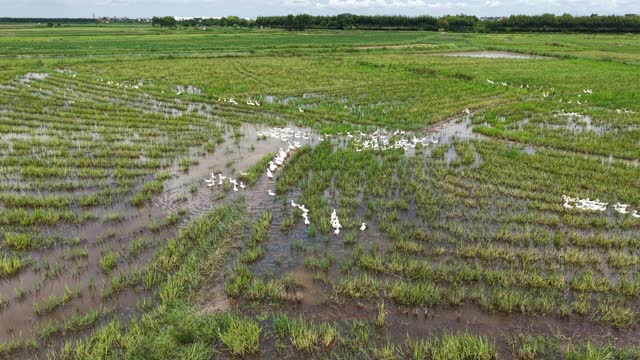 Ducks Foraging In Flooded Paddy