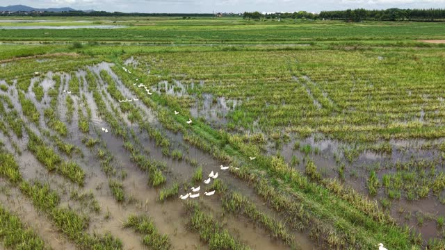 White Ducks Crossing Wet Field