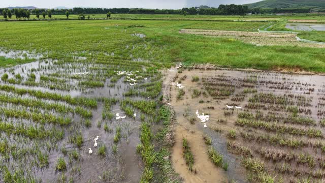 Duck Flock On Flooded Farmland