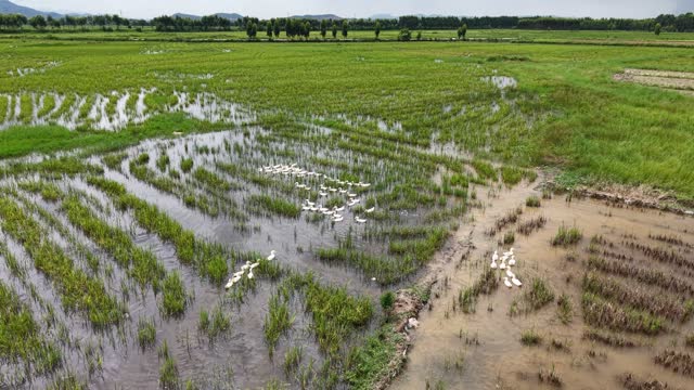 Ducks Grazing Across Paddy Water